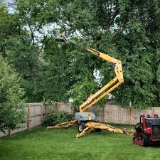 How Our Tree Care Process Works  in  Elysburg, PA